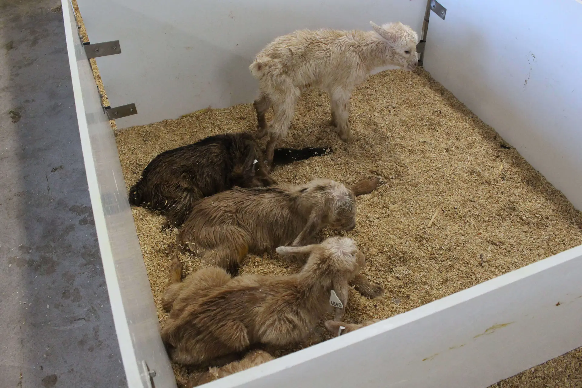 Newborn kids are placed in warming pens for the first 12 hours of life. Here they will receive two colostrum feedings, ear tags and vaccinations.