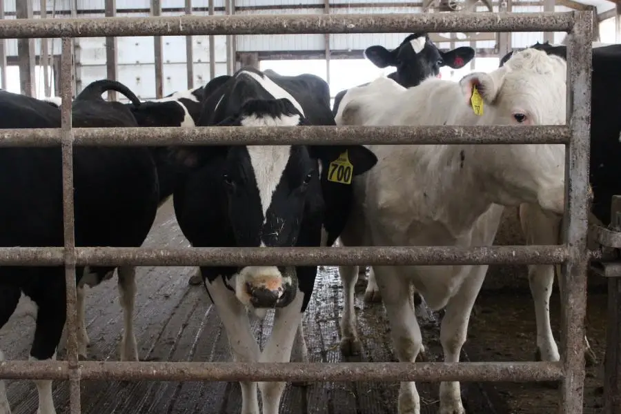 DCS Farms LLC in Waunakee, Wisconsin, milks 66 registered Holstein cows with a rolling herd average of 32,900 pounds on twice-a-day milking. The farm is owned and operated by Chris Roth and his father, Dan. The Roths are focused on raising the best animals possible to achieve their production goals and that starts at day 1. This pen of dry cows and close-up heifers is located next to the barn’s four individual calving pens.